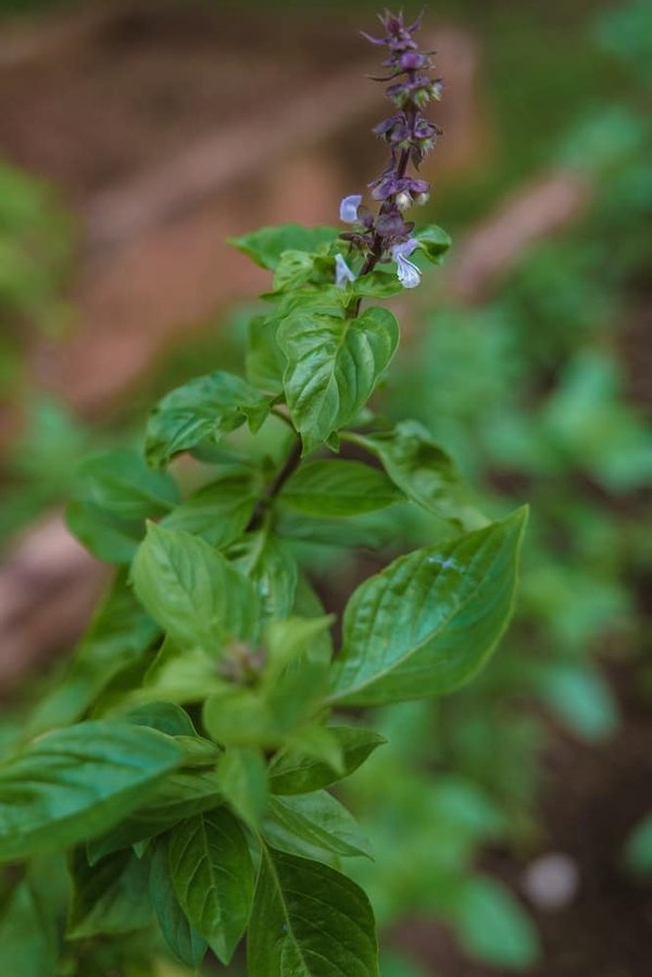 De l'eau en bouteille aux fontaines à eau : Des solutions écologiques pour satisfaire votre soif
